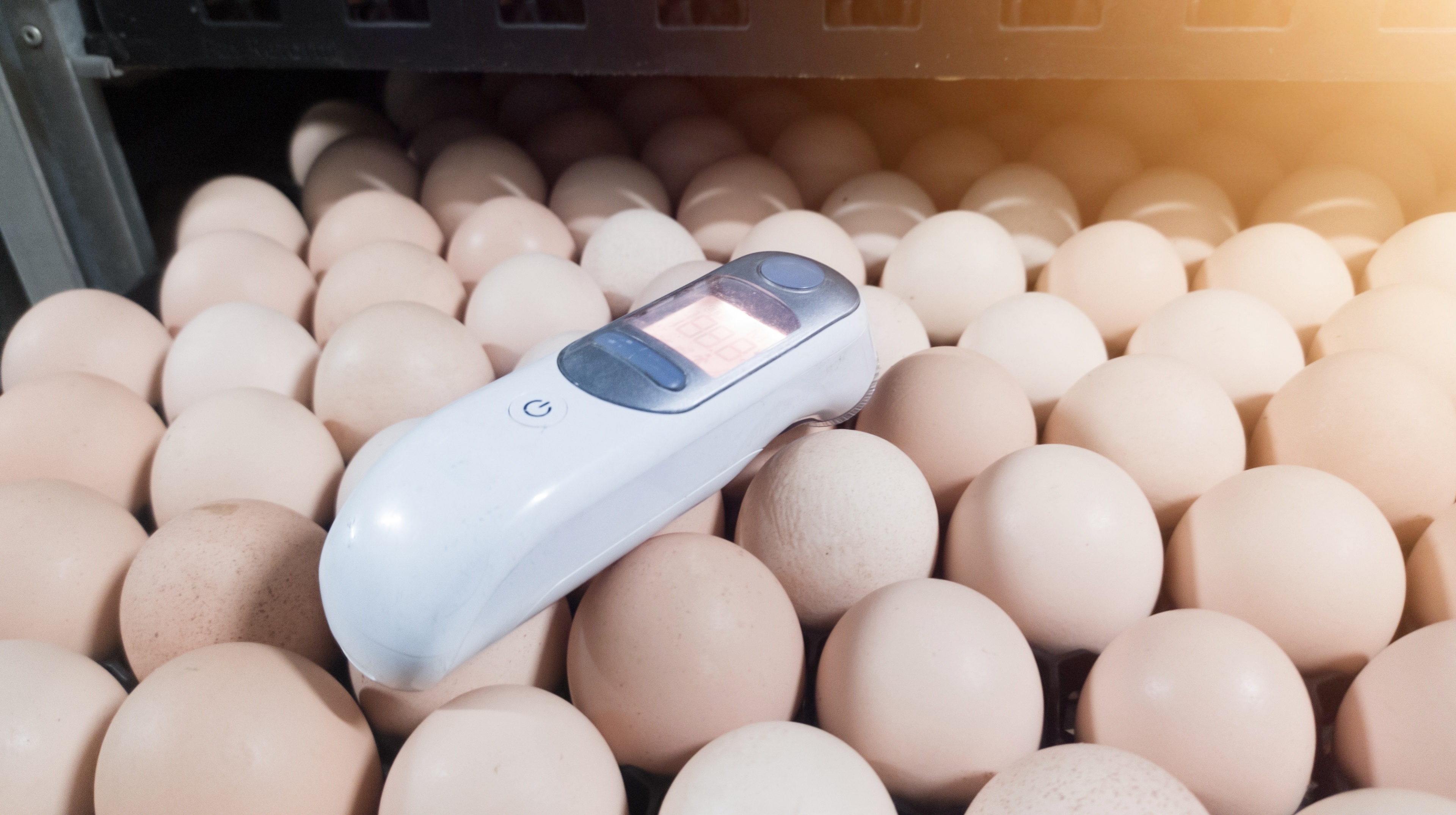 Termômetro digital sobre ovos em incubadora para medir temperatura na incubação.